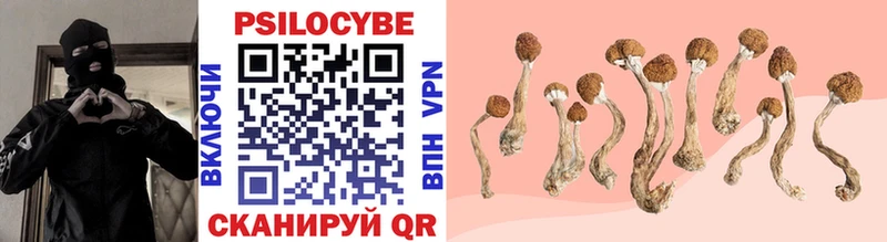 Купить  Старица  Псилоцибиновые грибы Psilocybe 